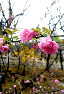 山林桃花