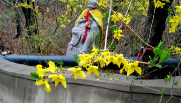 迎春花