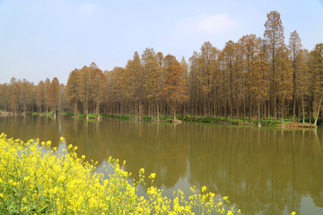 江苏泰州兴化李中水上森林公园