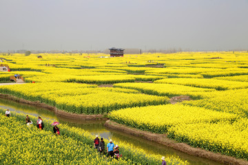 江苏泰州兴化千垛风景区