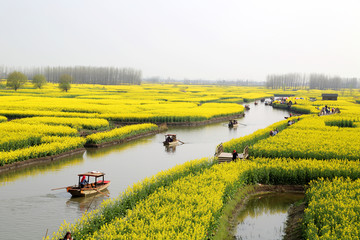 江苏泰州兴化千垛风景区