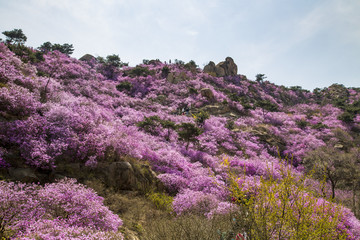 山东青岛黄岛大珠山珠山秀谷