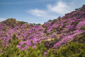 山东青岛黄岛大珠山珠山秀谷