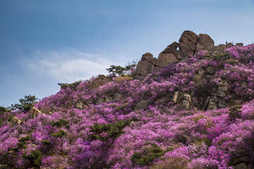 山东青岛黄岛大珠山珠山秀谷