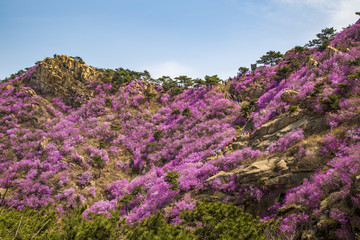 山东青岛黄岛大珠山珠山秀谷