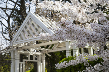 山东青岛中山公园樱花