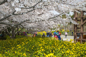 山东青岛中山公园樱花