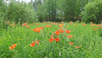 野百合花