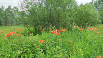 野百合花