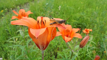 野百合花