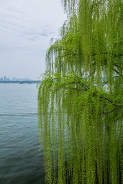 杭州西湖春天风光美景