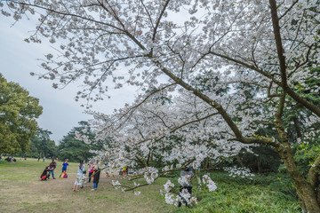 杭州西湖花巷观鱼春天风光