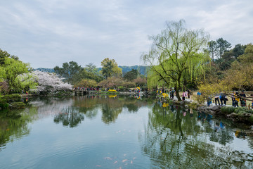 杭州西湖花巷观鱼春天风光