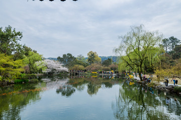 杭州西湖花巷观鱼春天风光