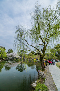 杭州西湖花巷观鱼春天风光