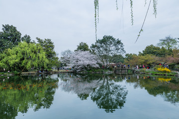 杭州西湖花巷观鱼春天风光