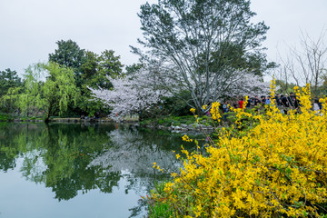 杭州西湖花巷观鱼春天风光