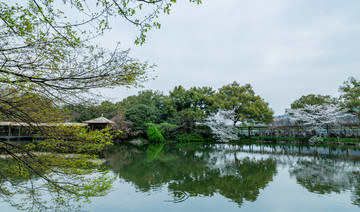 杭州西湖花巷观鱼春天风光