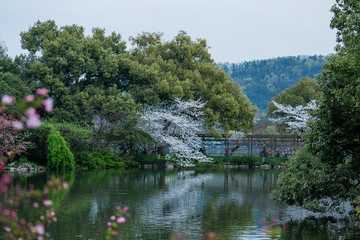 杭州西湖花巷观鱼春天风光