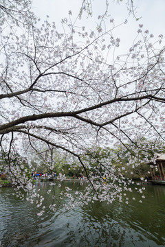 杭州西湖花巷观鱼春天风光