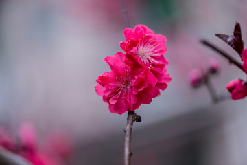 杭州西湖植物园梅花