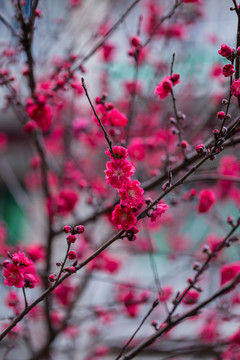 杭州西湖植物园梅花