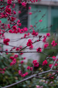 杭州西湖植物园梅花