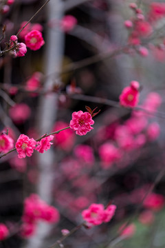 杭州西湖植物园梅花