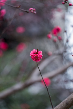杭州西湖植物园梅花