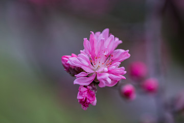 杭州西湖植物园桃花