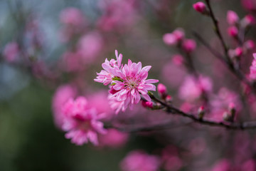 杭州西湖植物园桃花