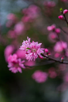 杭州西湖植物园桃花