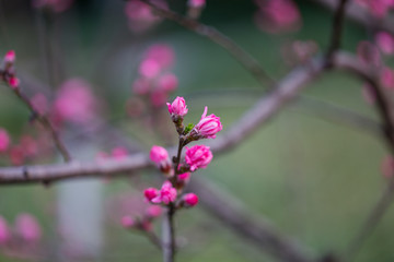 杭州西湖植物园桃花