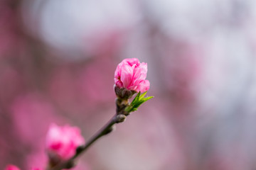 杭州西湖植物园桃花