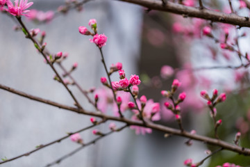 杭州西湖植物园桃花