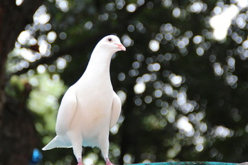 鸽子