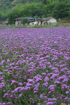 马鞭草