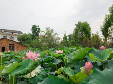 荷花