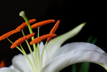 百合花花蕊特写