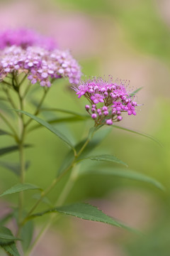 粉花绣线菊