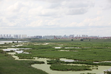 沼泽湿地