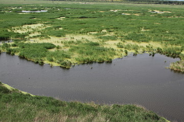沼泽湿地
