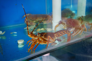 龙虾