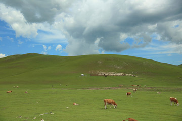 草原山坡上成群的牛羊