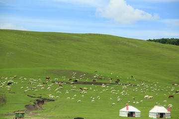 成群的牛羊在草原山坡上