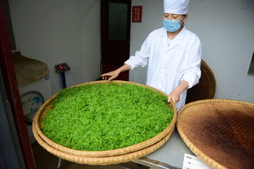 绞股蓝