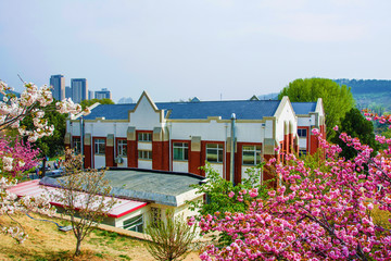 龙王塘景区内的建筑与粉色樱花树
