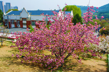 龙王塘景区内粉色樱花树与建筑