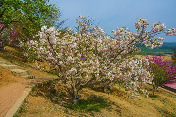 龙王塘樱花园山坡白色樱花树