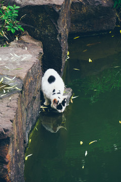 猫喝水